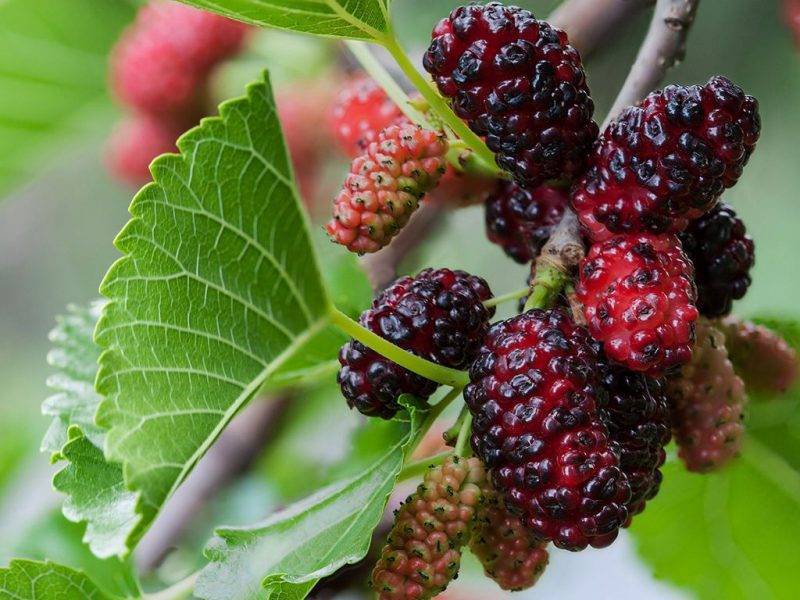 Шелковица купить саженцы из питомнике в Оренбурге