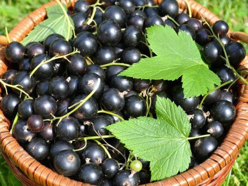 Смородина купить саженцы из питомника в Оренбурге