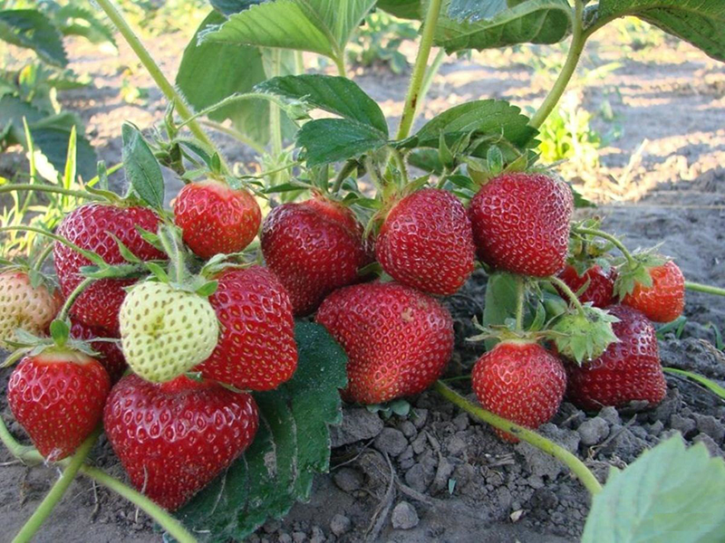 Клубника купить саженцы из питомника в Оренбурге