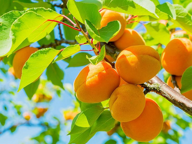 Абрикос купить саженцы из питомнике в Оренбурге