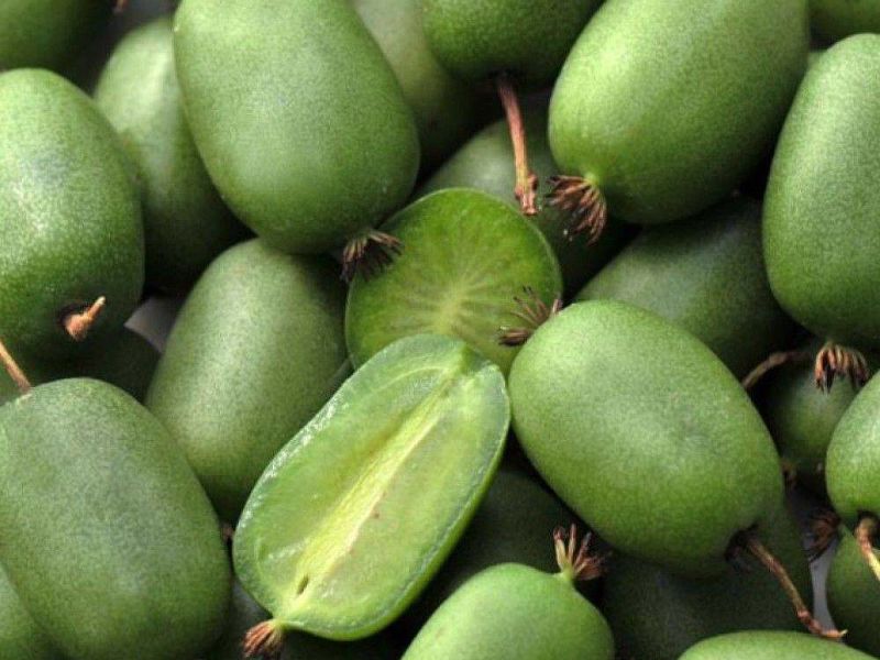 Актинидия купить саженцы из питомнике в Оренбурге