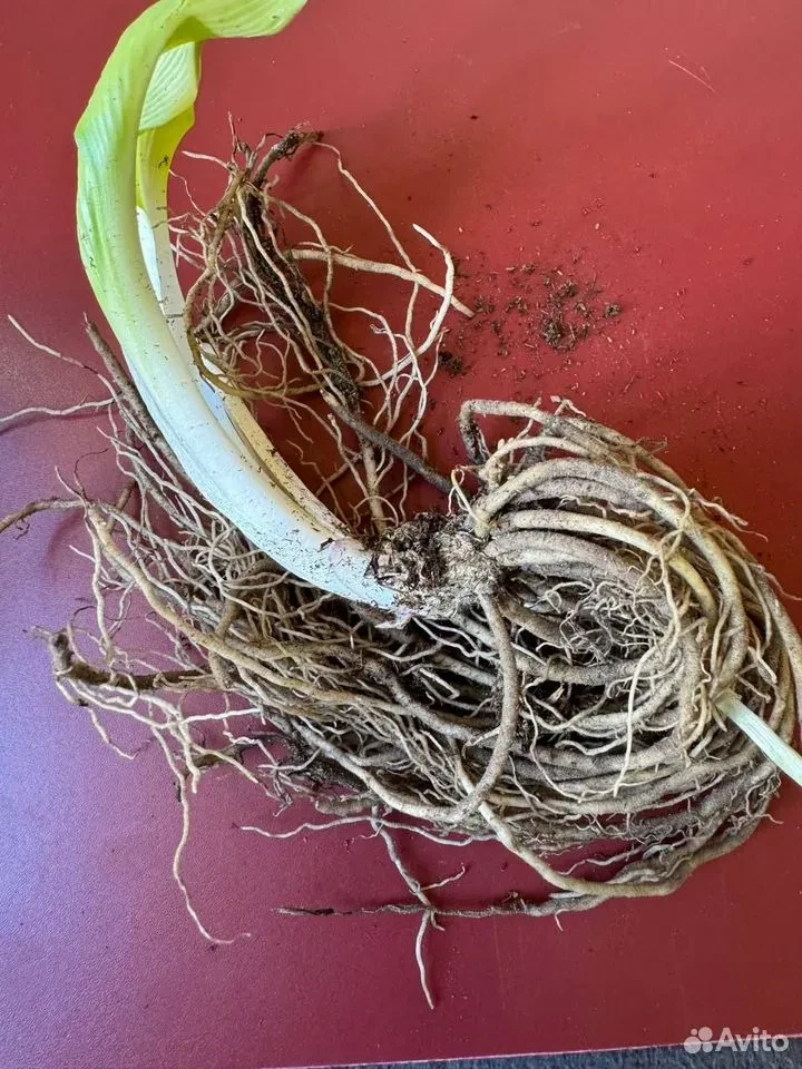 Хоста "ЗЕБРА СТРАЙПС"