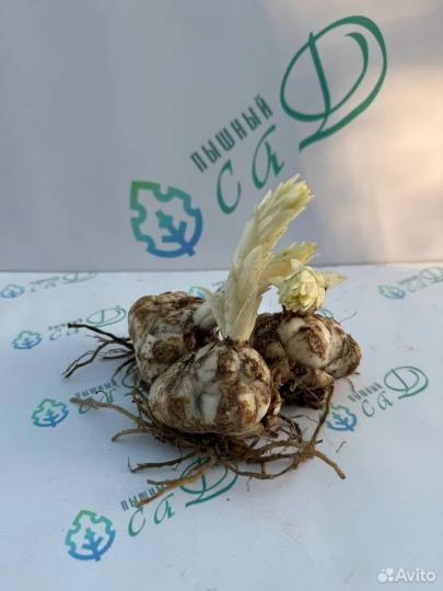Лилия "БЕВЕРЛИ ДРИМ" 3 штуки (размер 18/20)