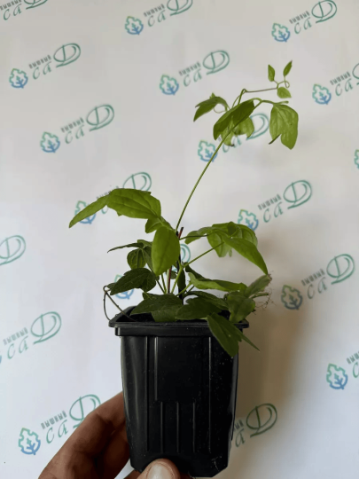 Клематис Мадам Джулия Корревон