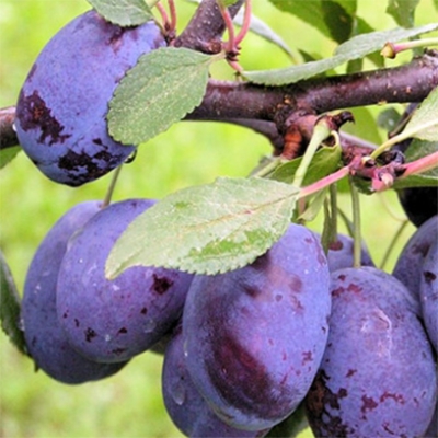 Слива "ЭТЮД"