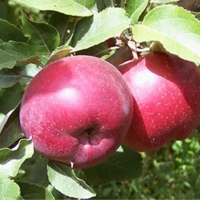 Яблоня "КУБАНСКОЕ БАГРЯНОЕ"